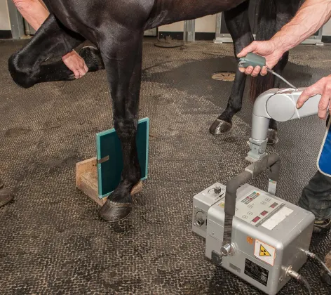 Horse X-ray